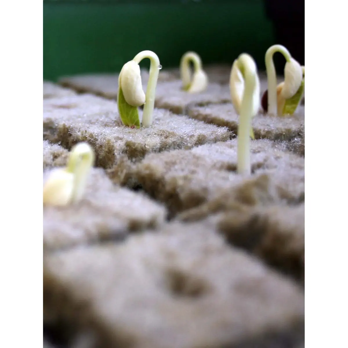 Grodan plateau pour boutures 2x2x2 cm(150 pcs)