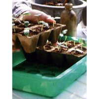 Pots biodégradables, carrés, 8 x 8 cm, 12 pièces
